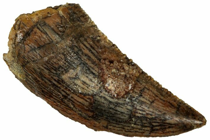Serrated, Raptor Tooth - Real Dinosaur Tooth #296710